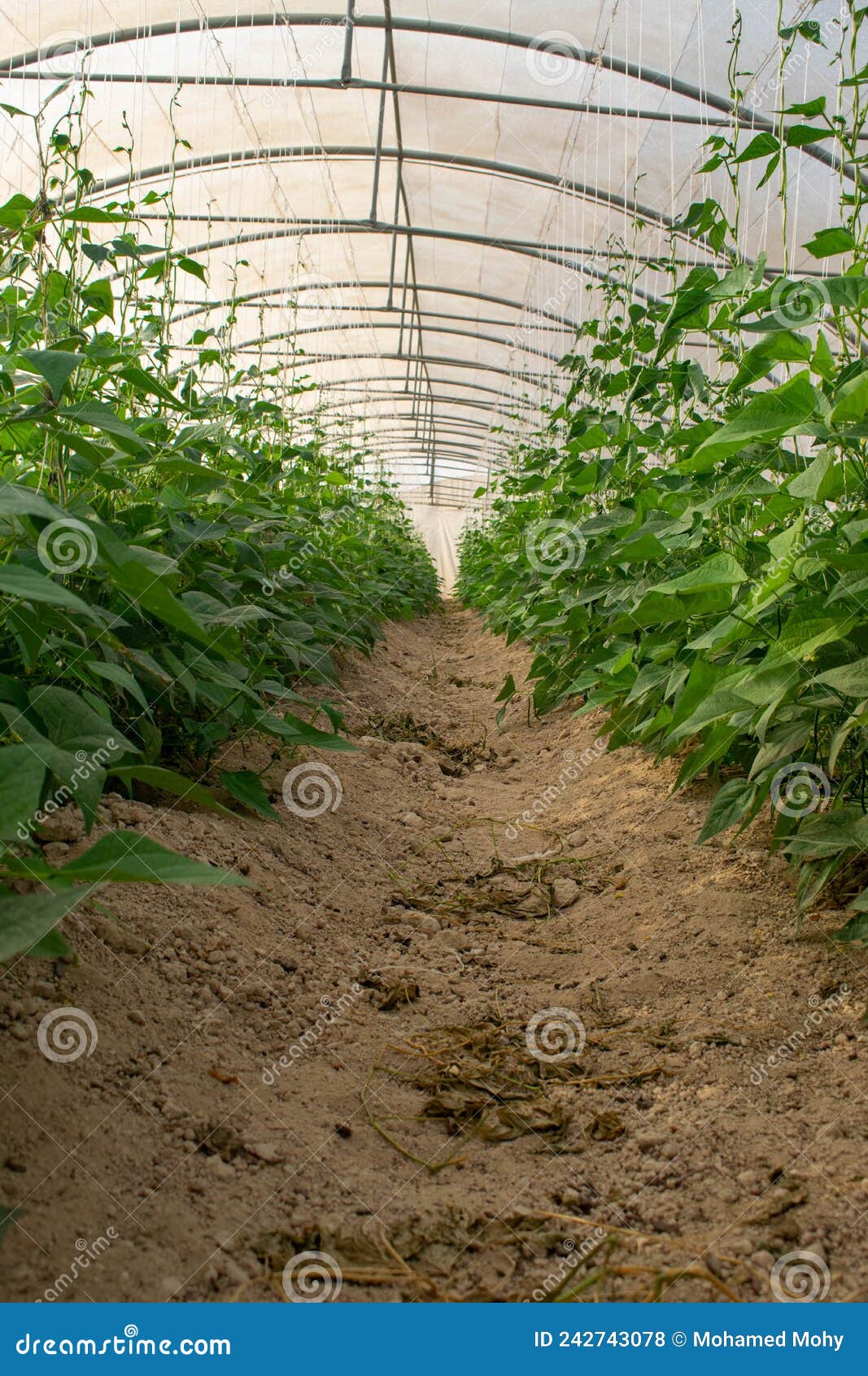 A greenhouse in Qatar stock photo. Image of cucumis 242743078