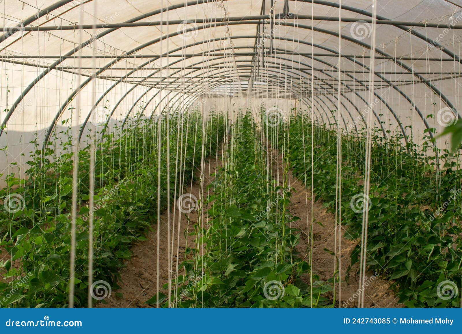 A greenhouse in Qatar stock image. Image of agricultural 242743085
