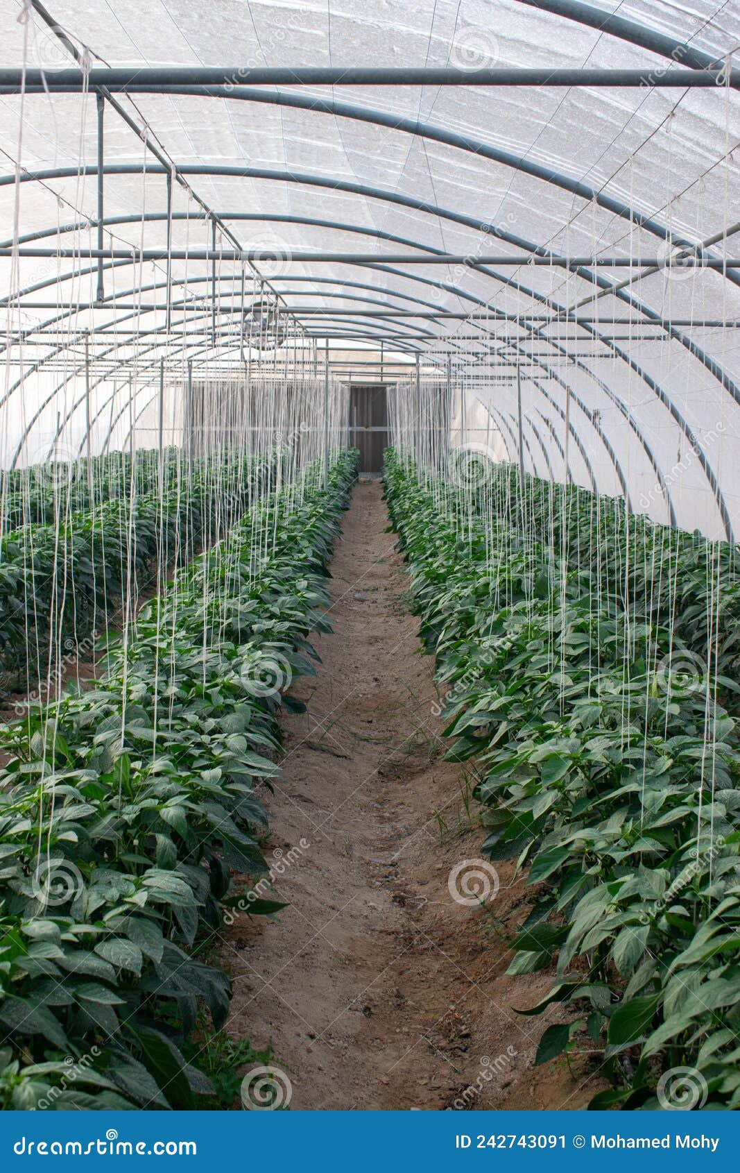 Qatar Greenhouse Stock Photos Free & RoyaltyFree Stock Photos from