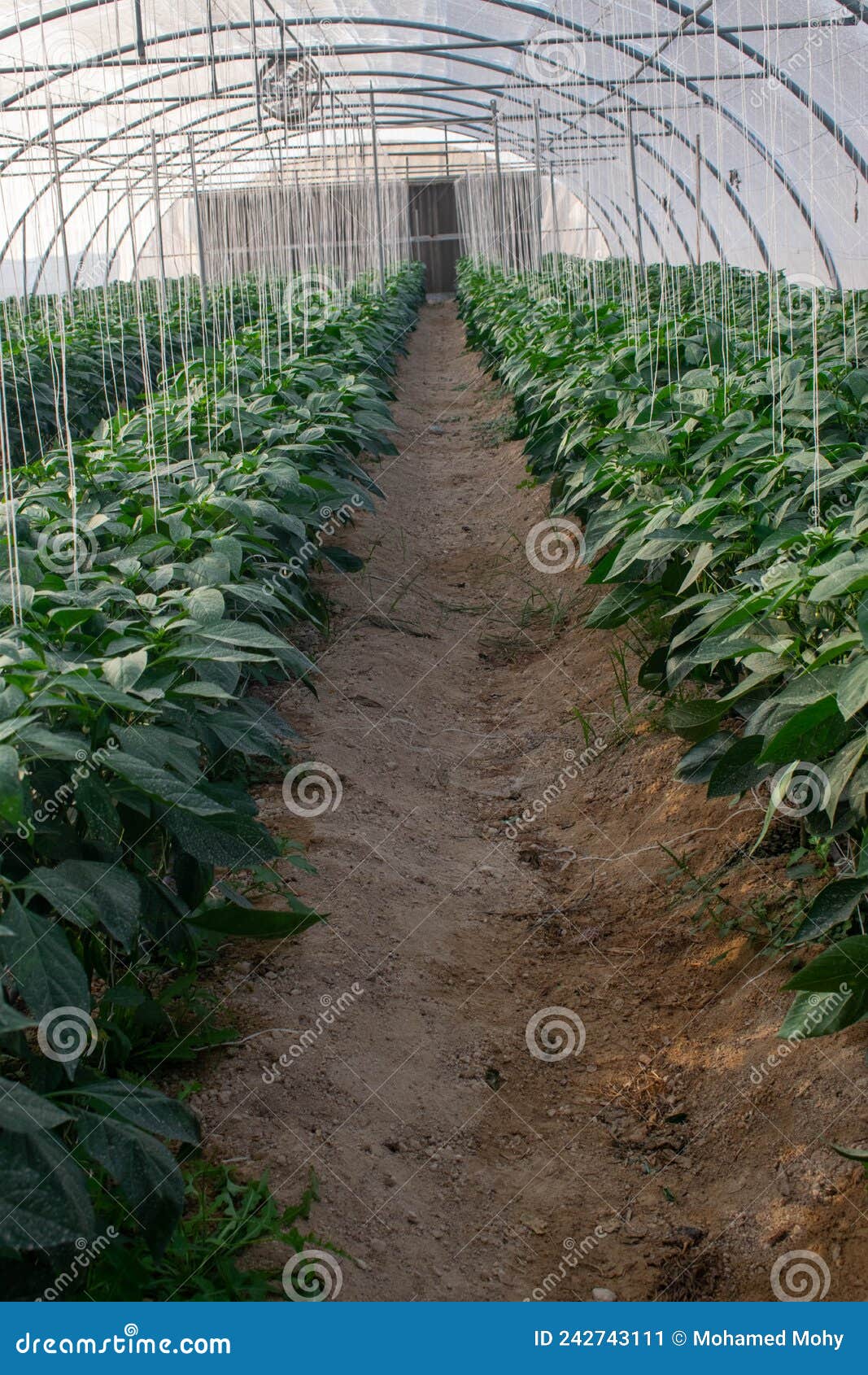 A greenhouse in Qatar stock image. Image of cultivation 242743111