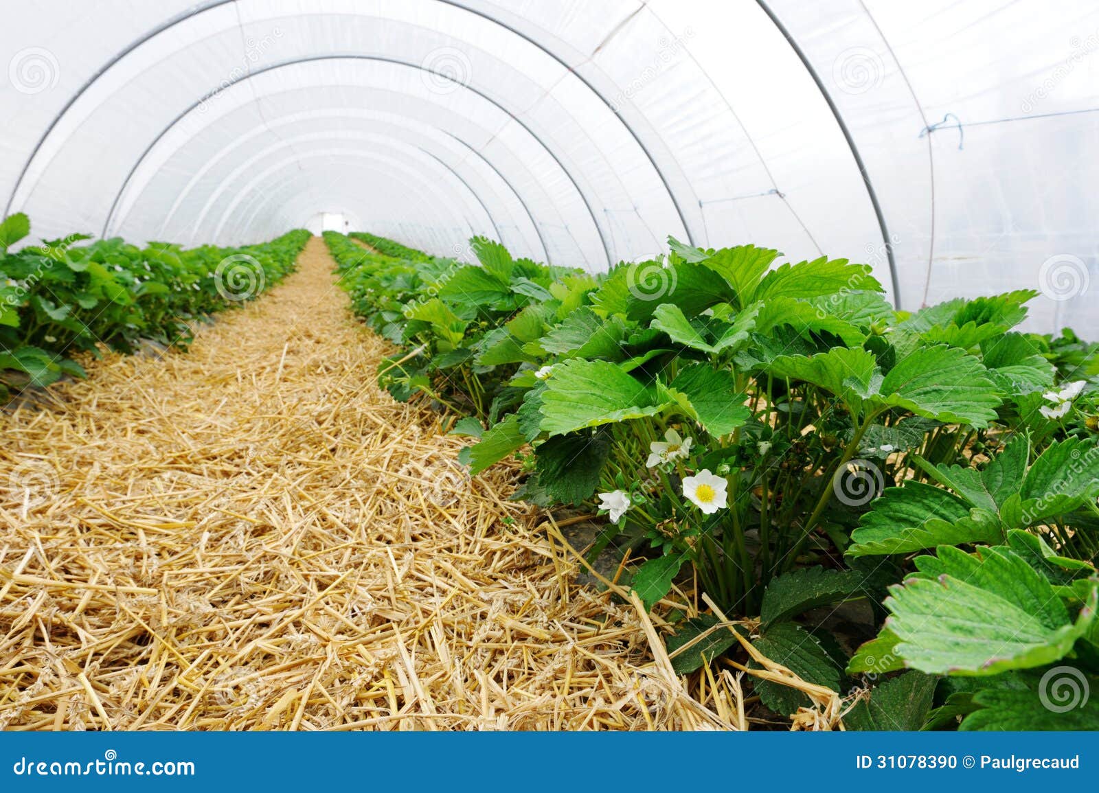 Greenhouse for Strawberry Cultivation Stock Photo Image of greenhouse