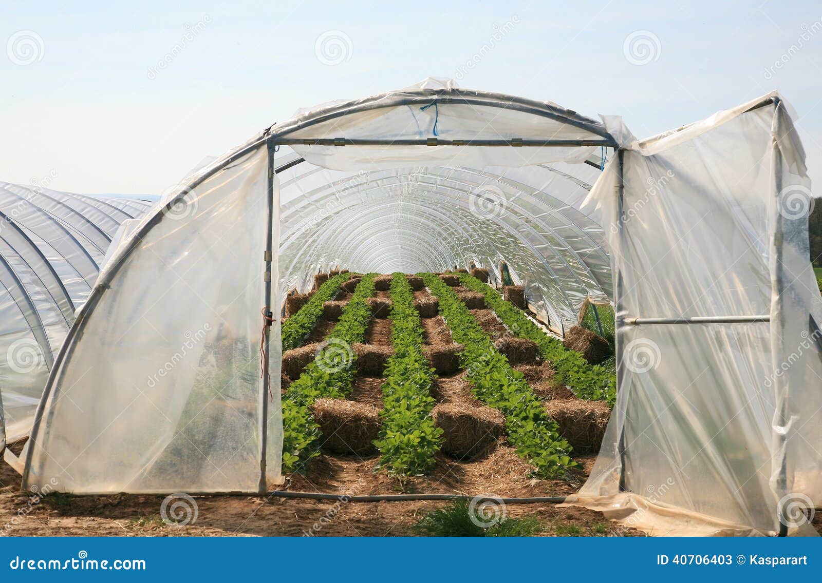 Greenhouse with Strawberry Plants Stock Image Image of crop, organic