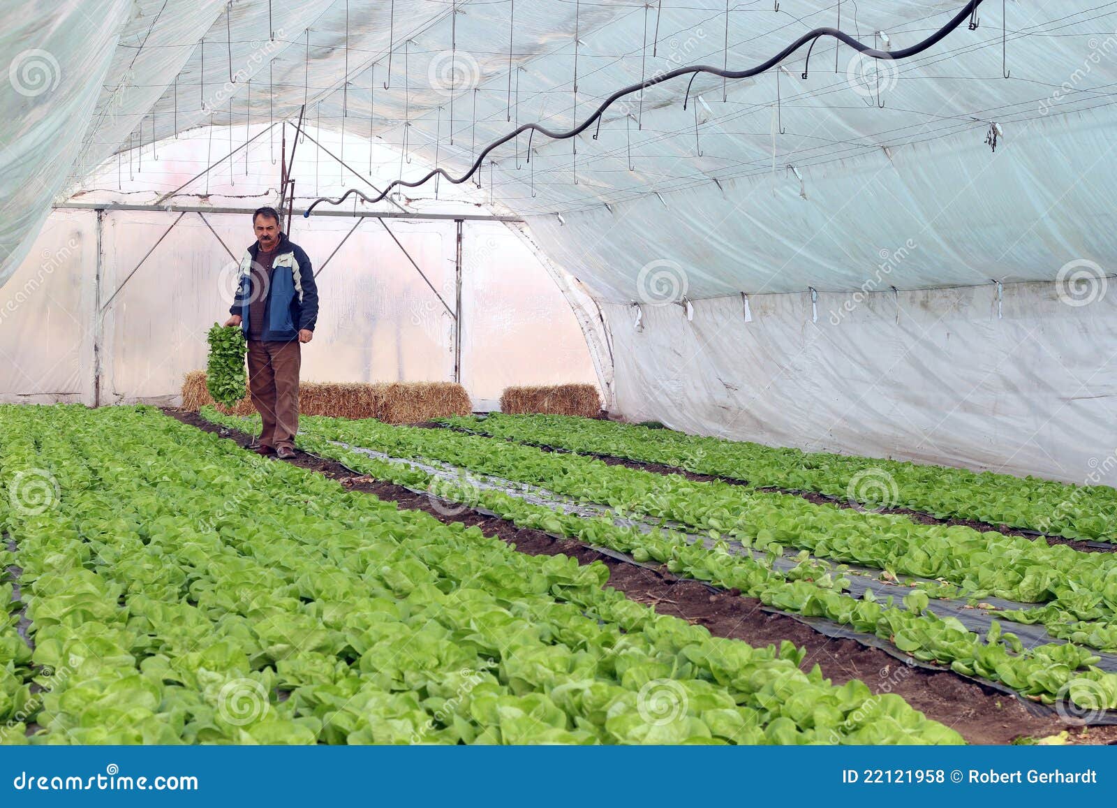 Greenhouse Vegetable Production Stock Photo Image of garden