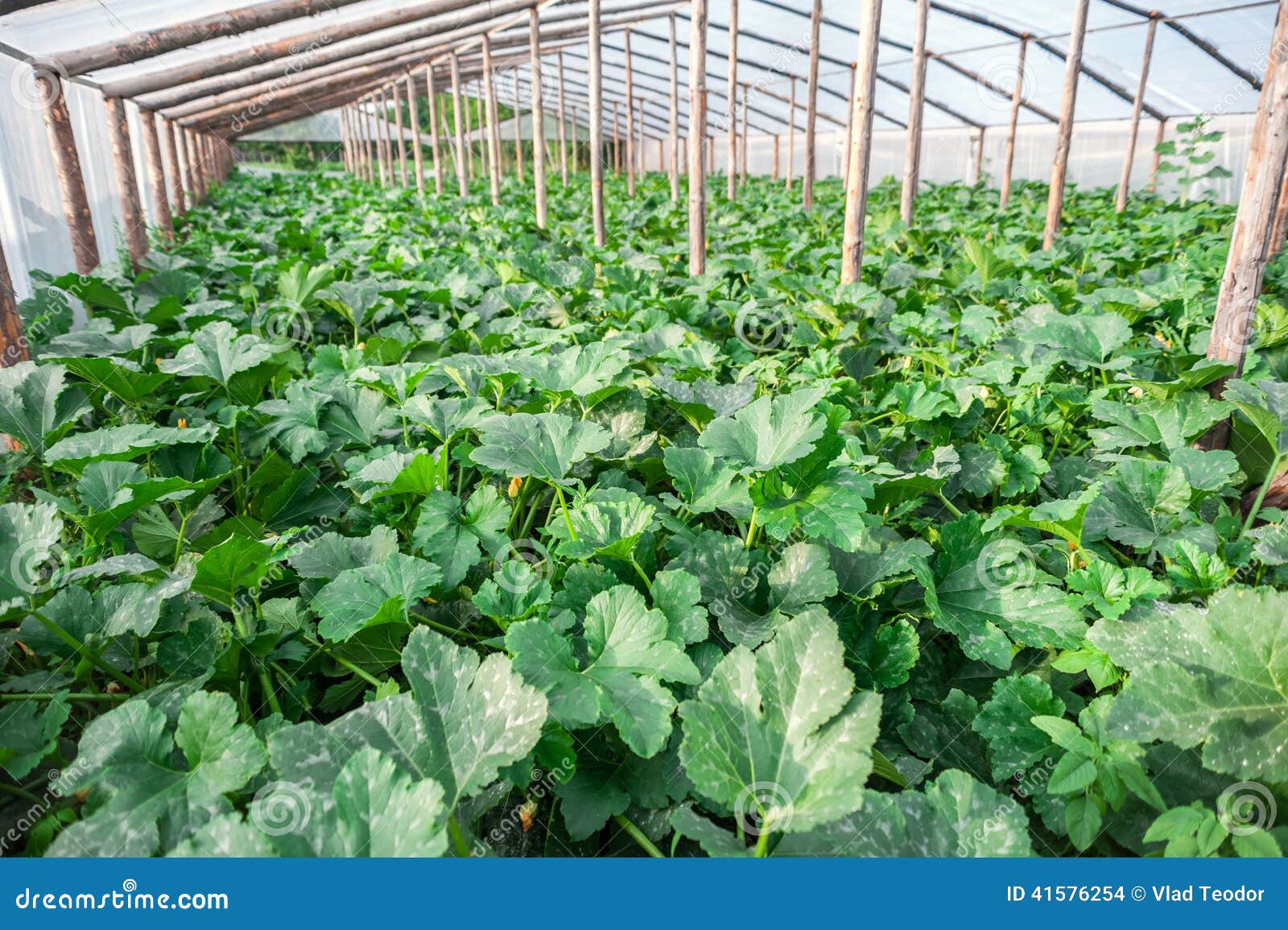 Greenhouse with Zucchini Plants. Stock Photo Image of agriculture
