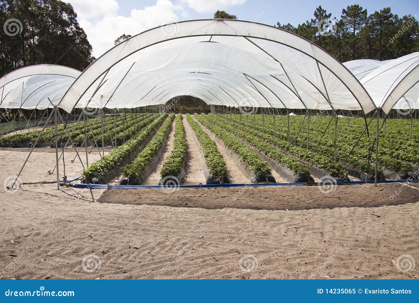 greenhouses holding strawberries