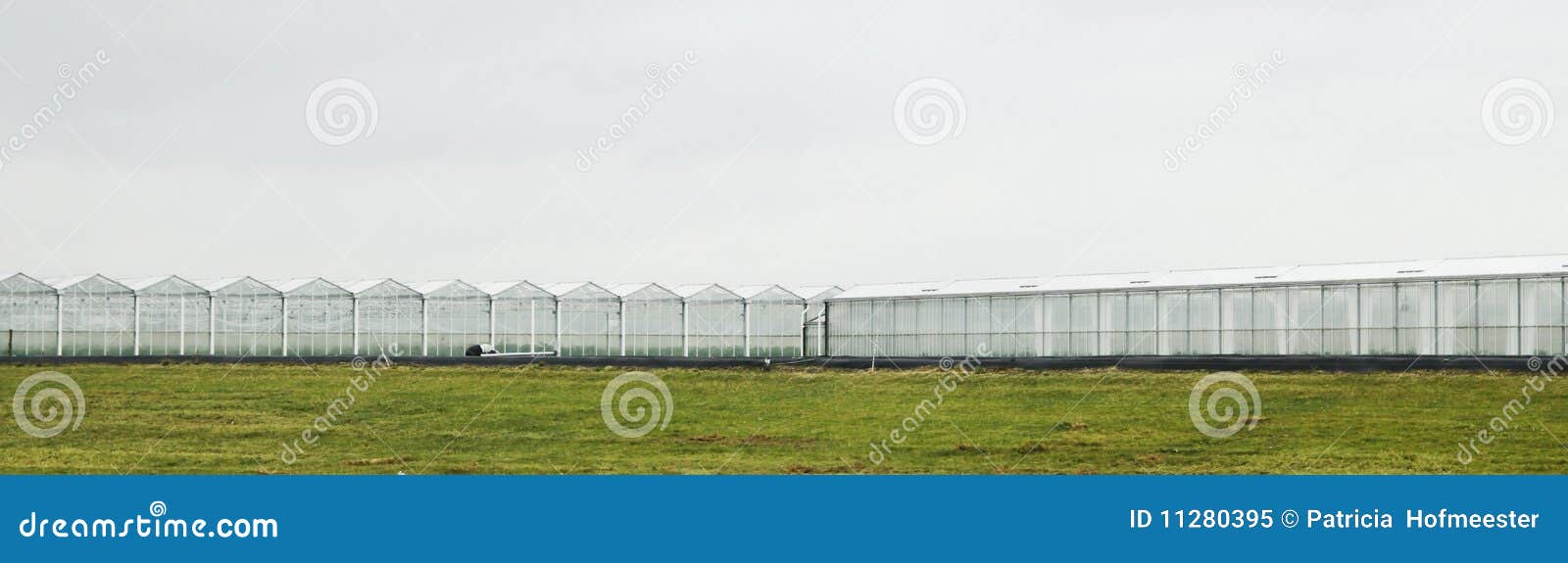 Greenhouses in the Netherlands Stock Image Image of fruit, grass