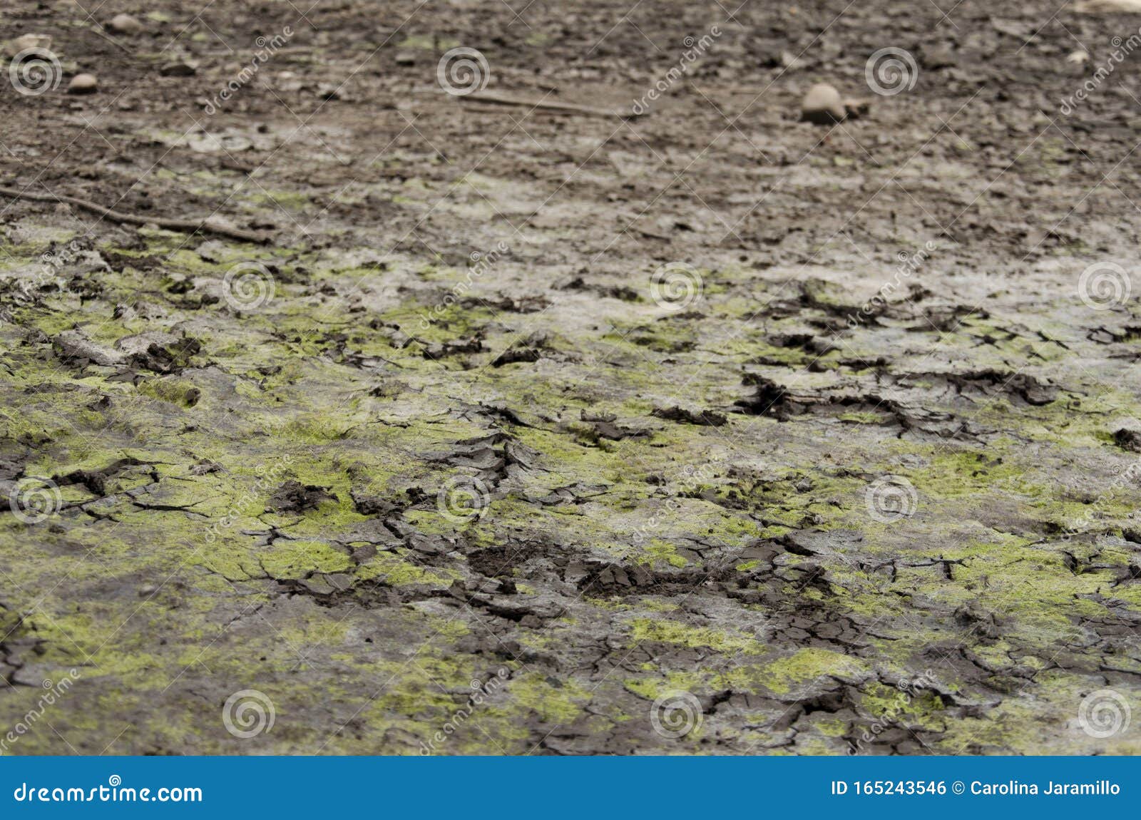 greenish earth cracked at drying