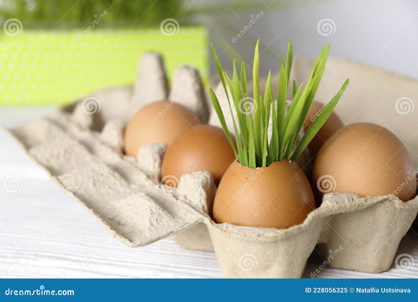 Greens Growing in Eggshells in an Egg Tray. the Concept of Recycling