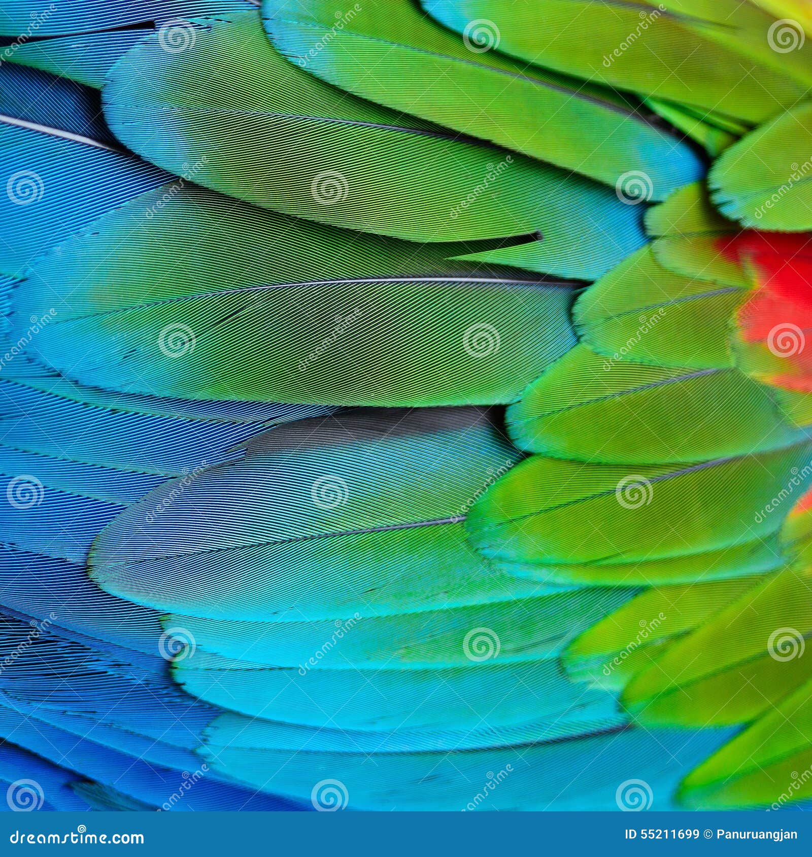 greenwinged macaw feathers