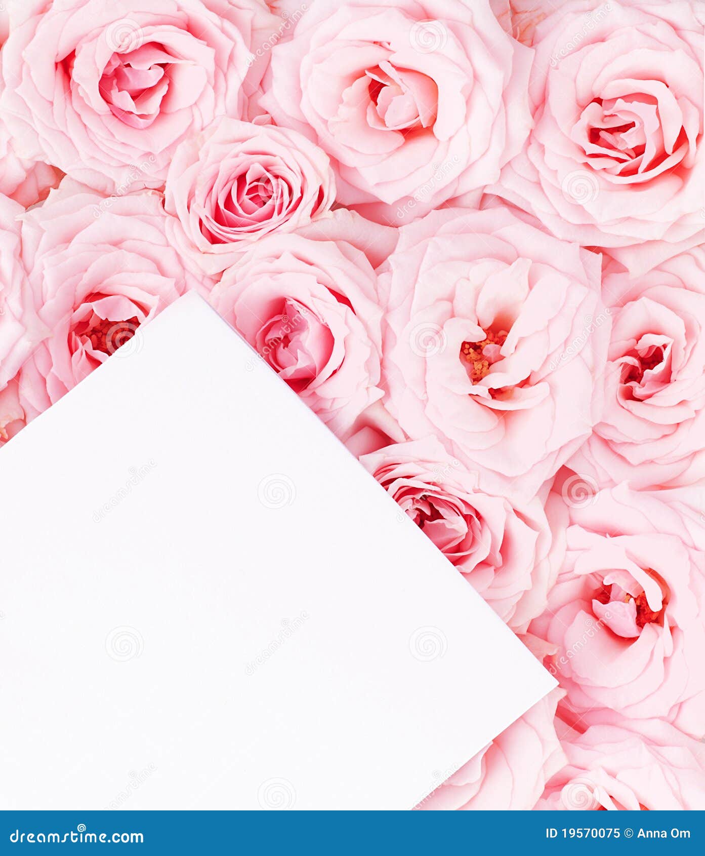 Greeting card with roses stock image. Image of background 19570075