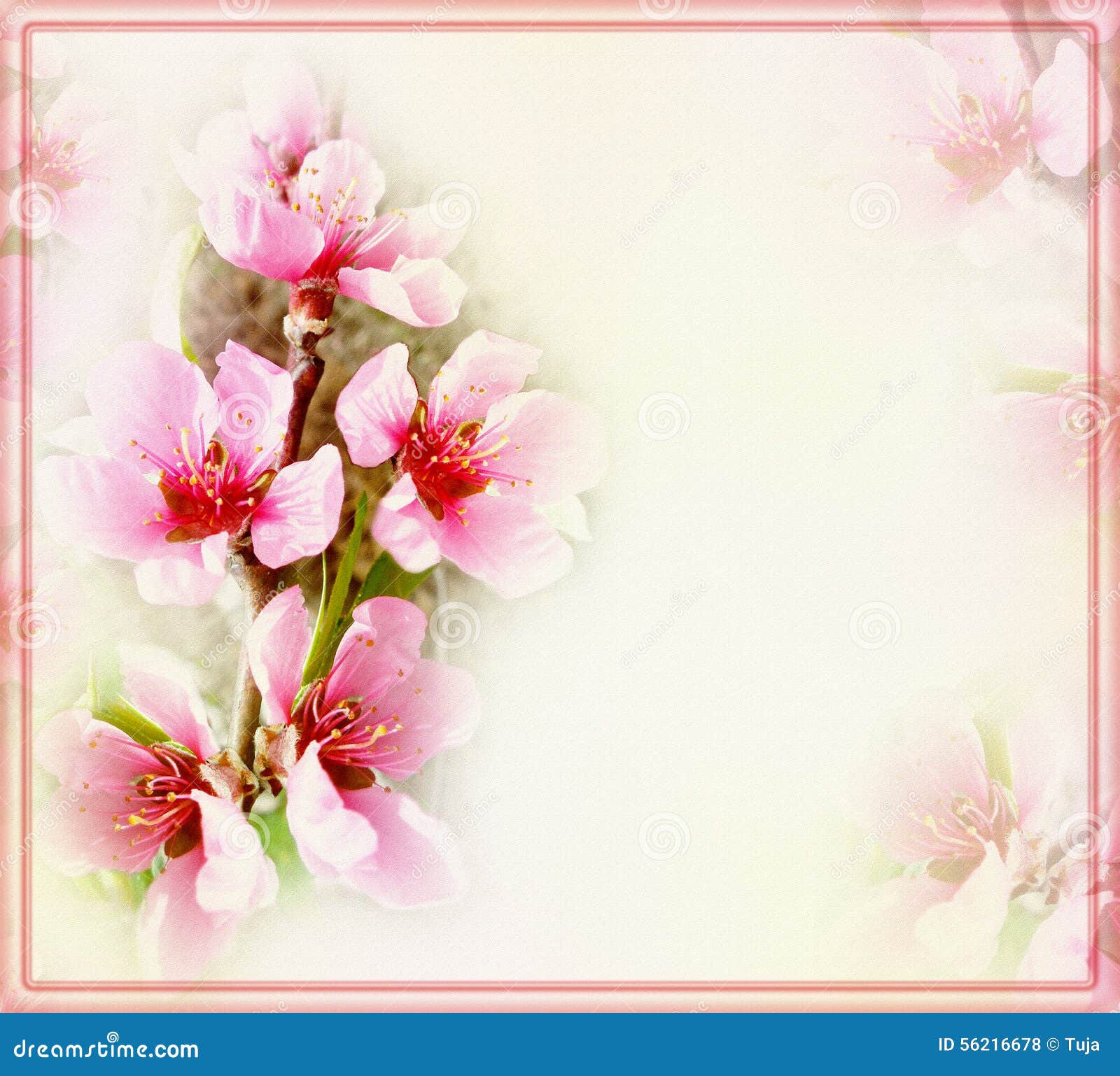 Greeting Floral Card with Peach Flowers and Frame Stock Illustration