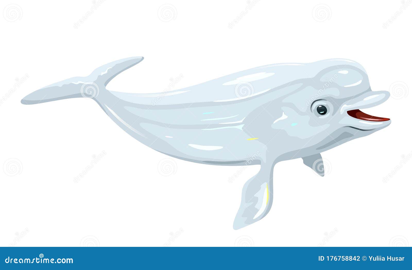 beluga or white whale is arctic and sub-arctic cetacean. sea canary, melonhead.