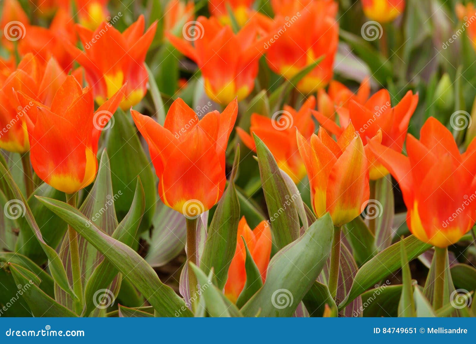 Greigii Tulips field stock image. Image of garden, tulipa 84749651