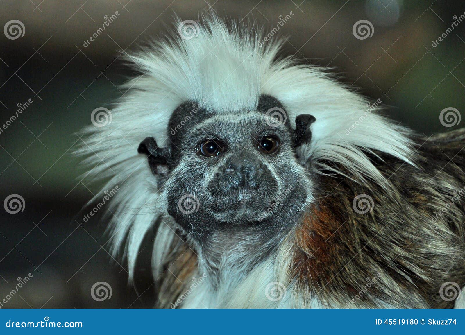 Gremlin stock photo. Image of crazy, monkey, outdoor - 45519180