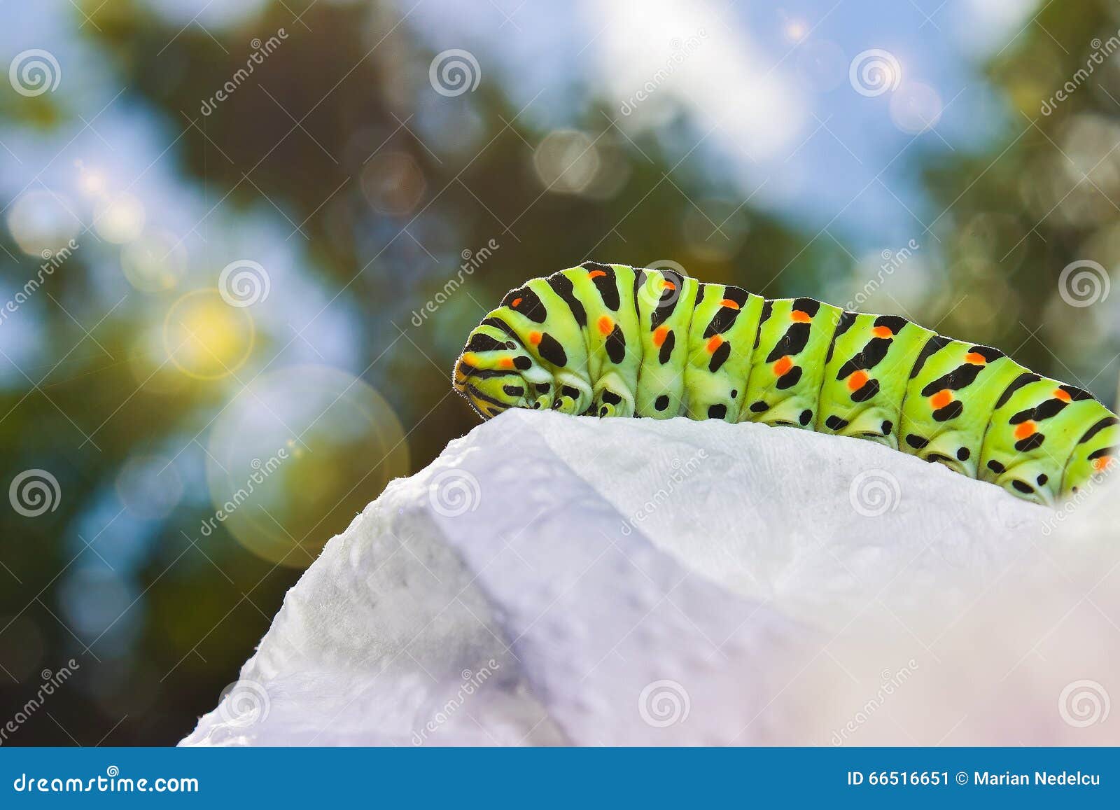 Gren Caterpillar Of The Maltese Swallowtail Butterfly