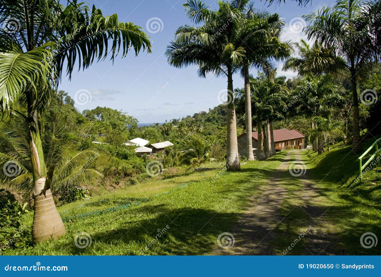 Grenada estate garden. stock photo. Image of nutmeg, plantation 19020650