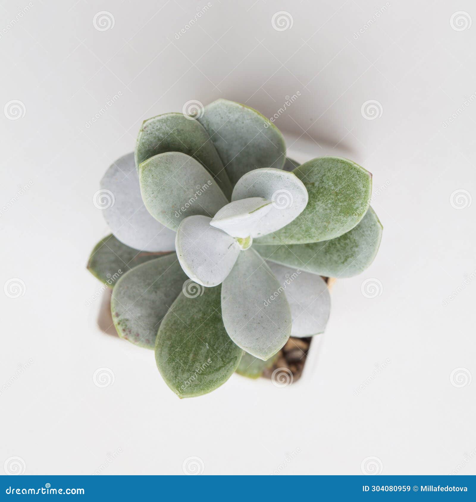 grenn adromischus leucophyllus succulent on white background close up top view