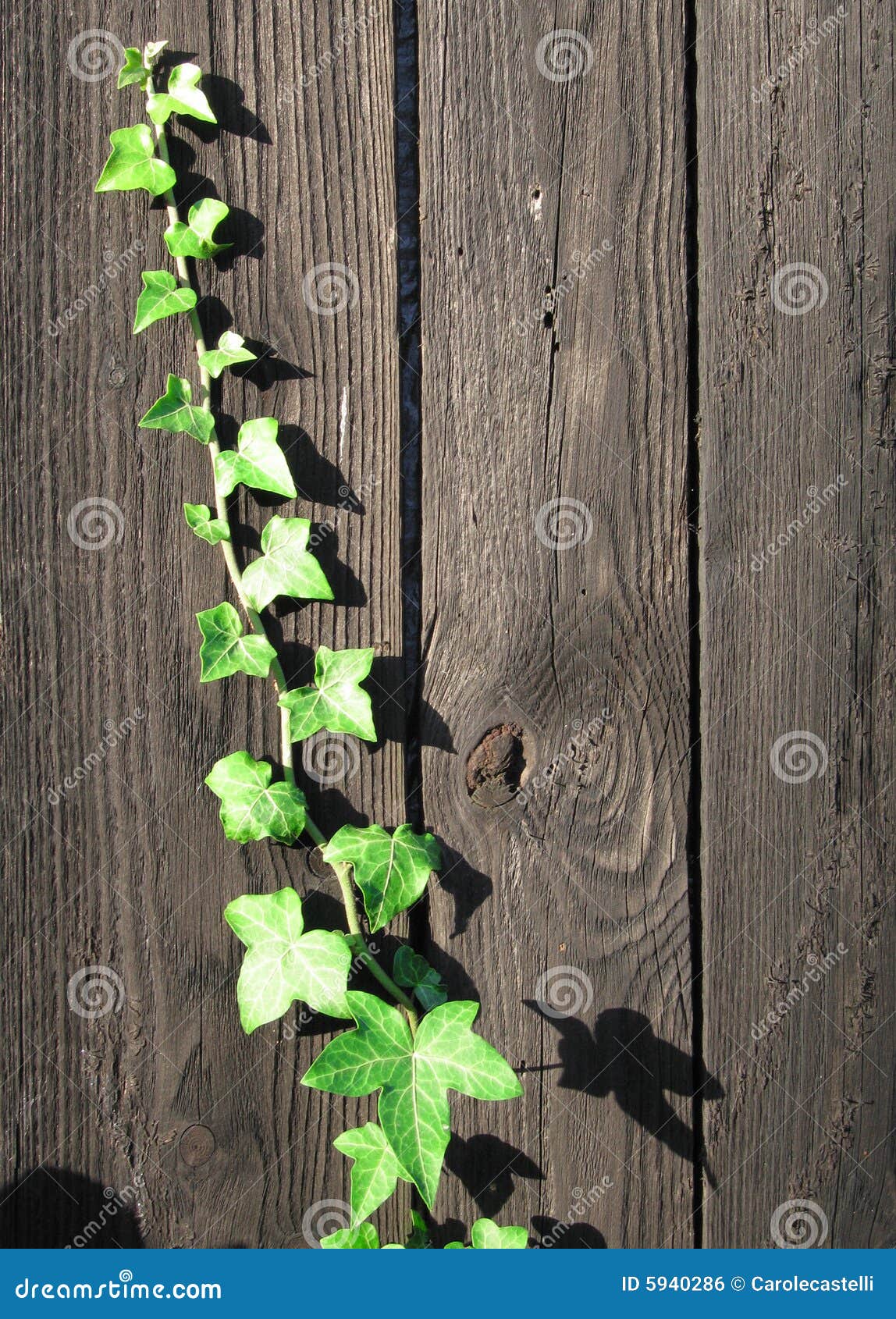 64,576 Ivy Leaf Stock Photos - Free & Royalty-Free Stock Photos from  Dreamstime