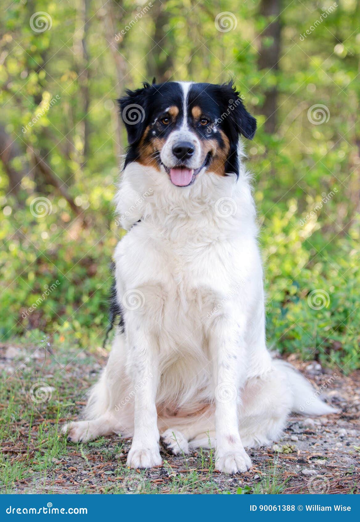 79+ Border Collie Australian Shepherd Mix Puppy