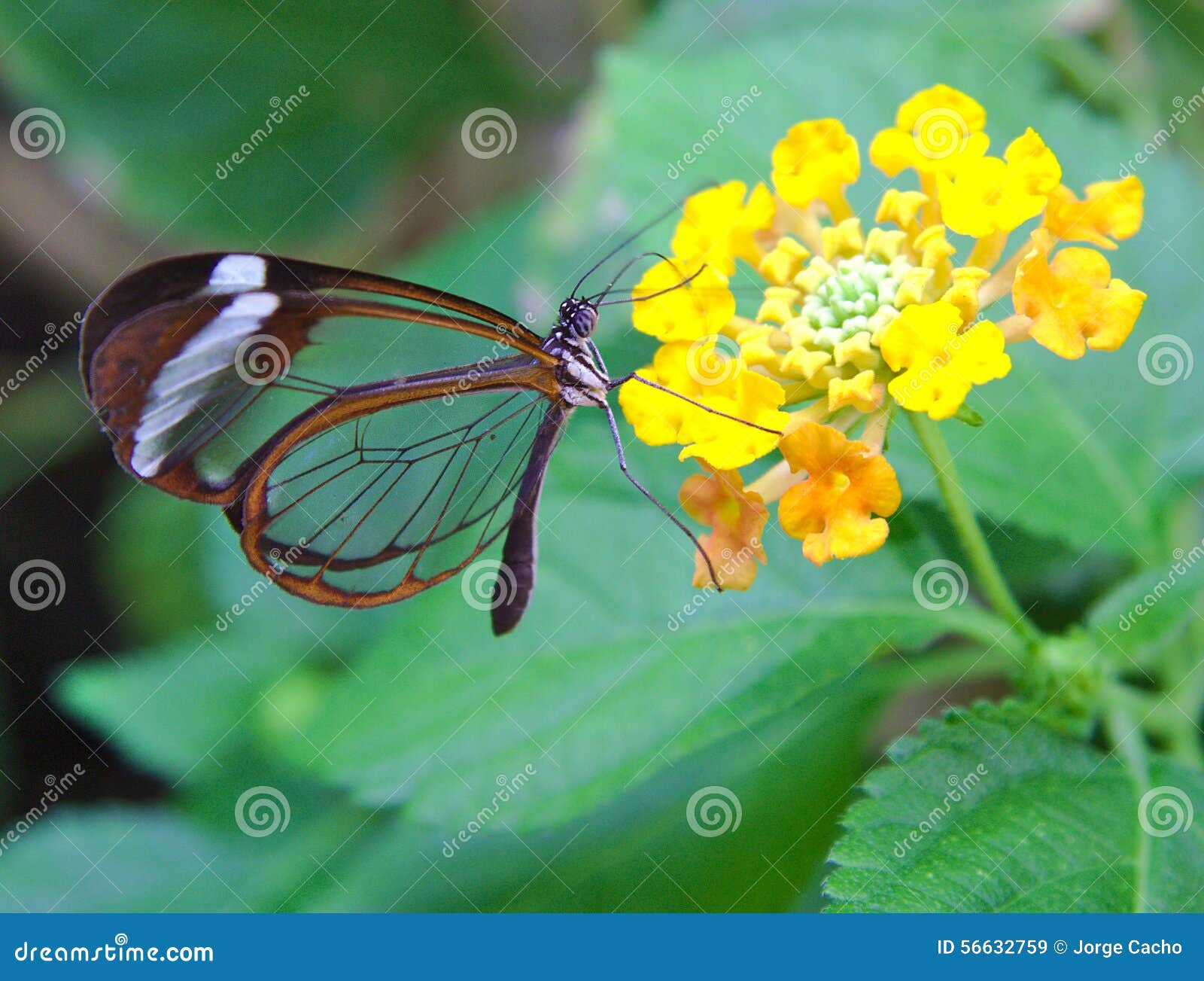 greta oto butterfly with transparent wings feeds