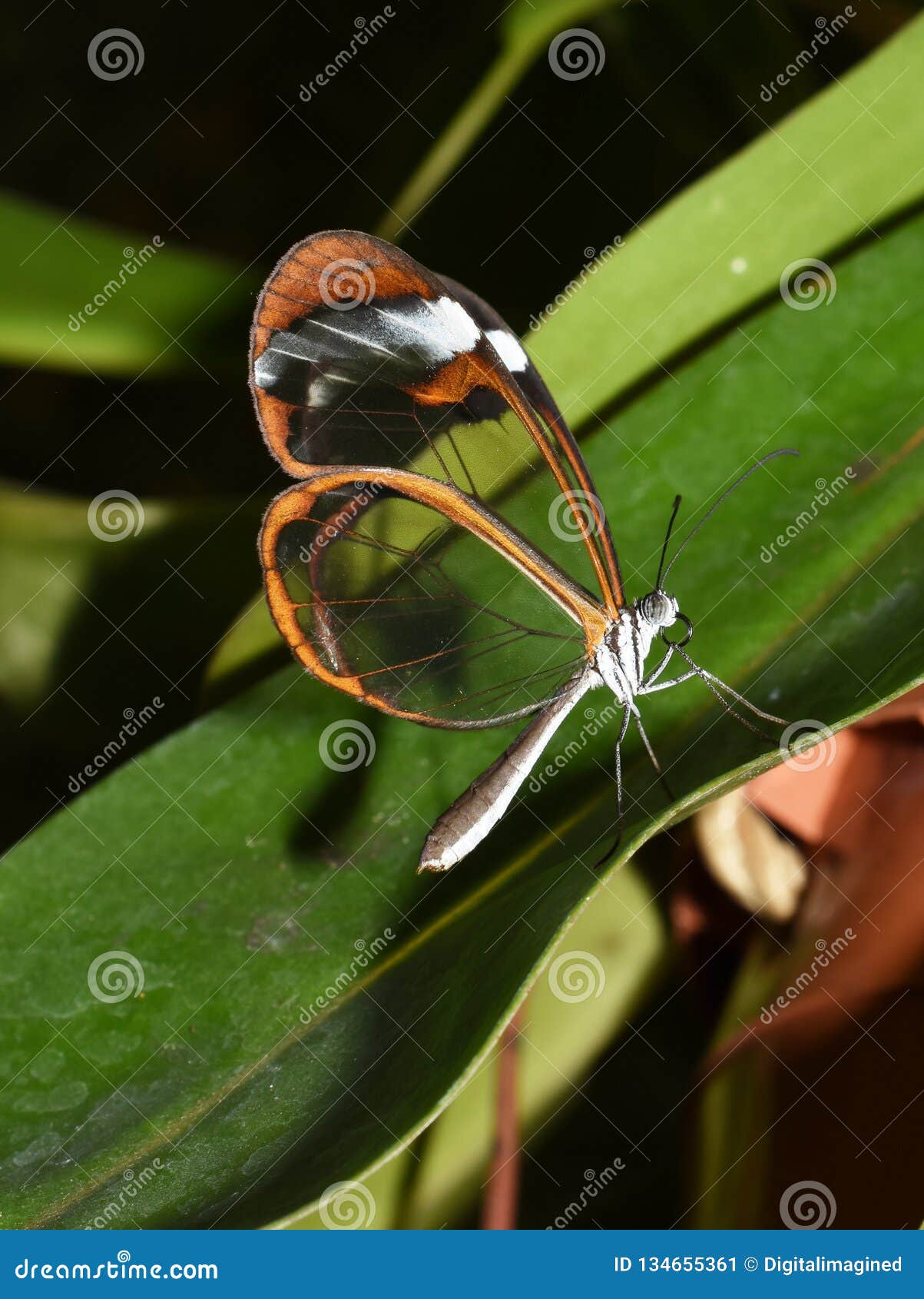 greta oto glasswing butterfly on leaf