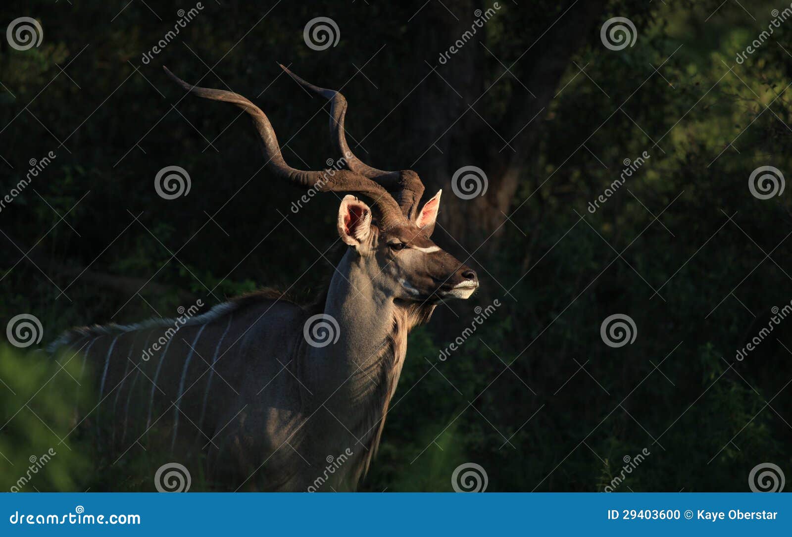 greater kudu in kruger national park
