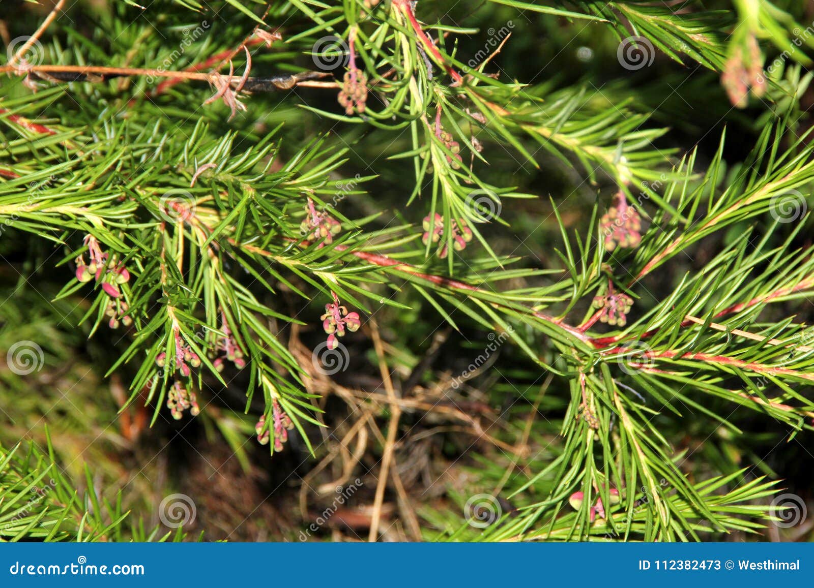 Grevillea De Rosemary Rosmarinifolia De Grevillea Imagen De Archivo grevillea-de-rosemary-rosmarinifolia-de-grevillea-imagen-de-archivo