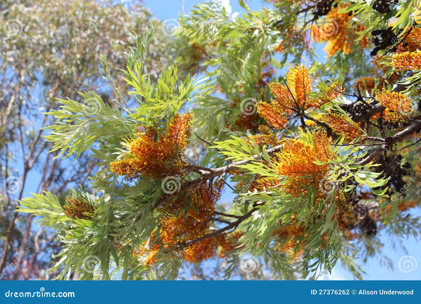 grevillea robusta australian silky oak tree