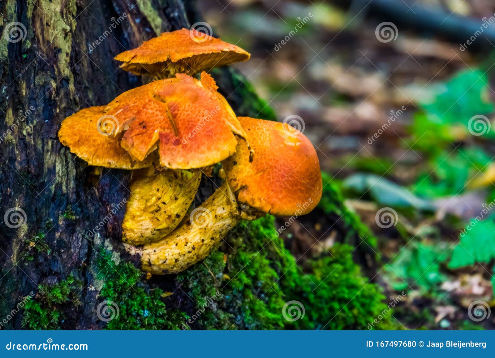 grevilles mushrooms in macro closeup, edible fungus specie from the forests of europe