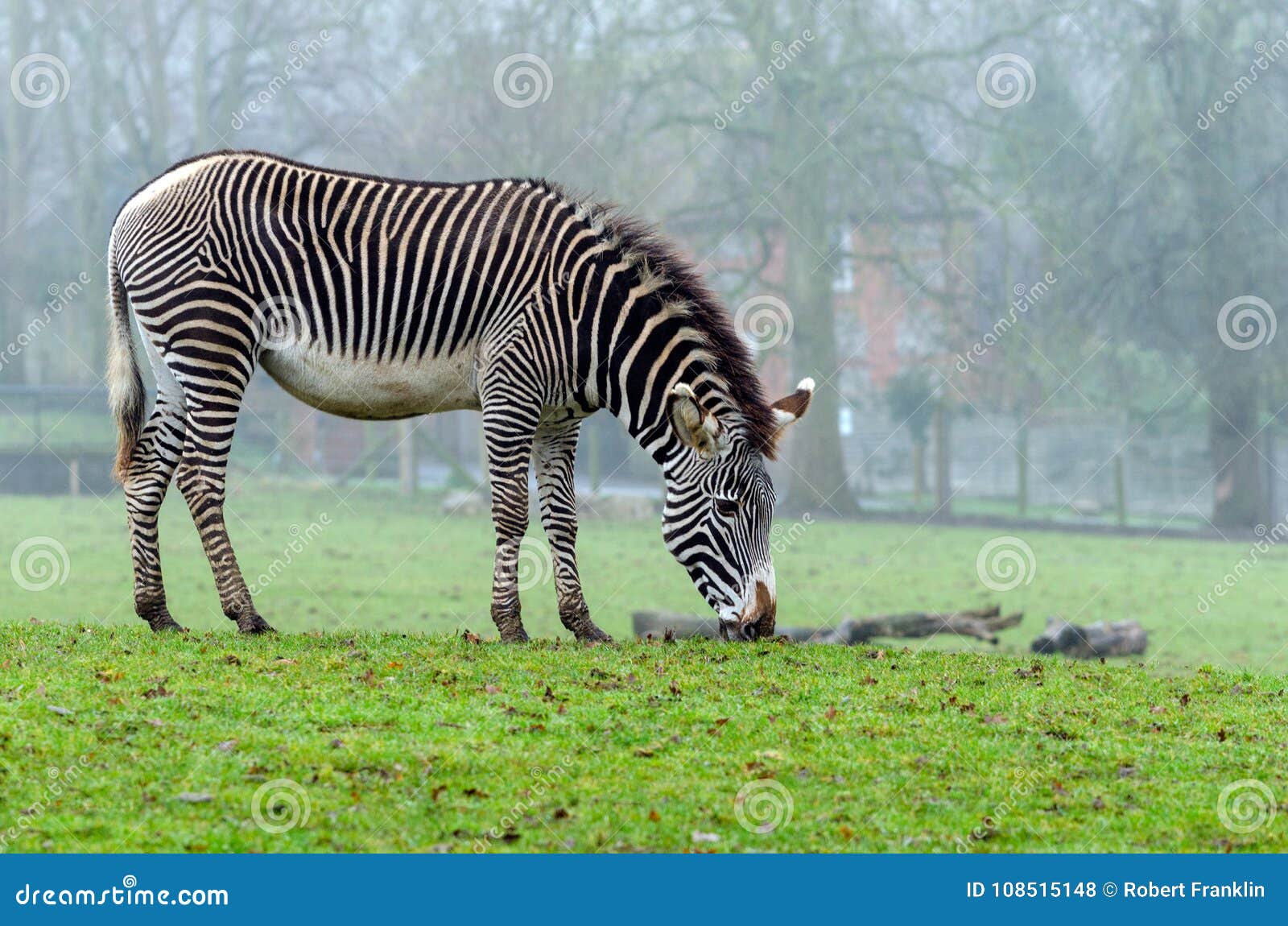 Grevy ` s zebra. Grevy ` s zebry pasanie w swój siedlisku