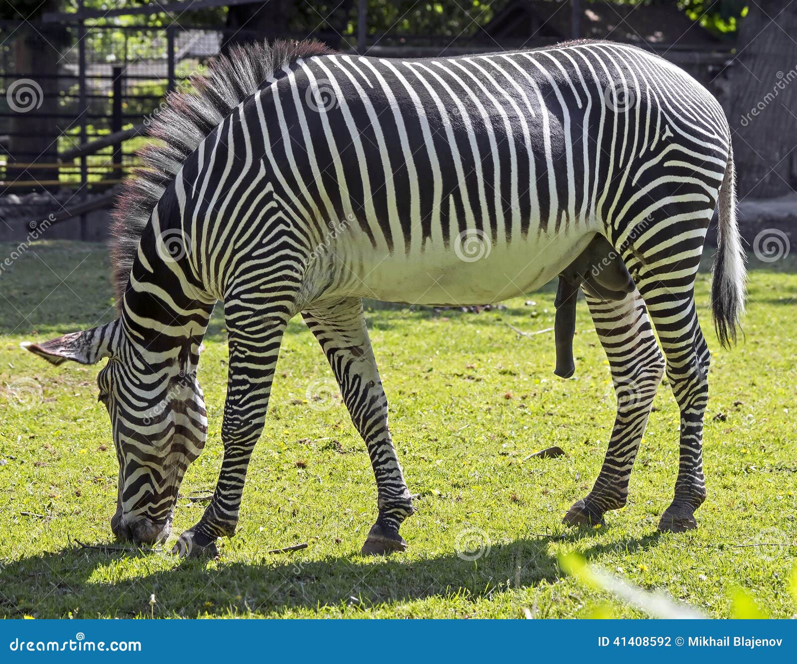 Grevy`s zebra 7 stock photo. Image of fauna, funny, herbivore - 41408592