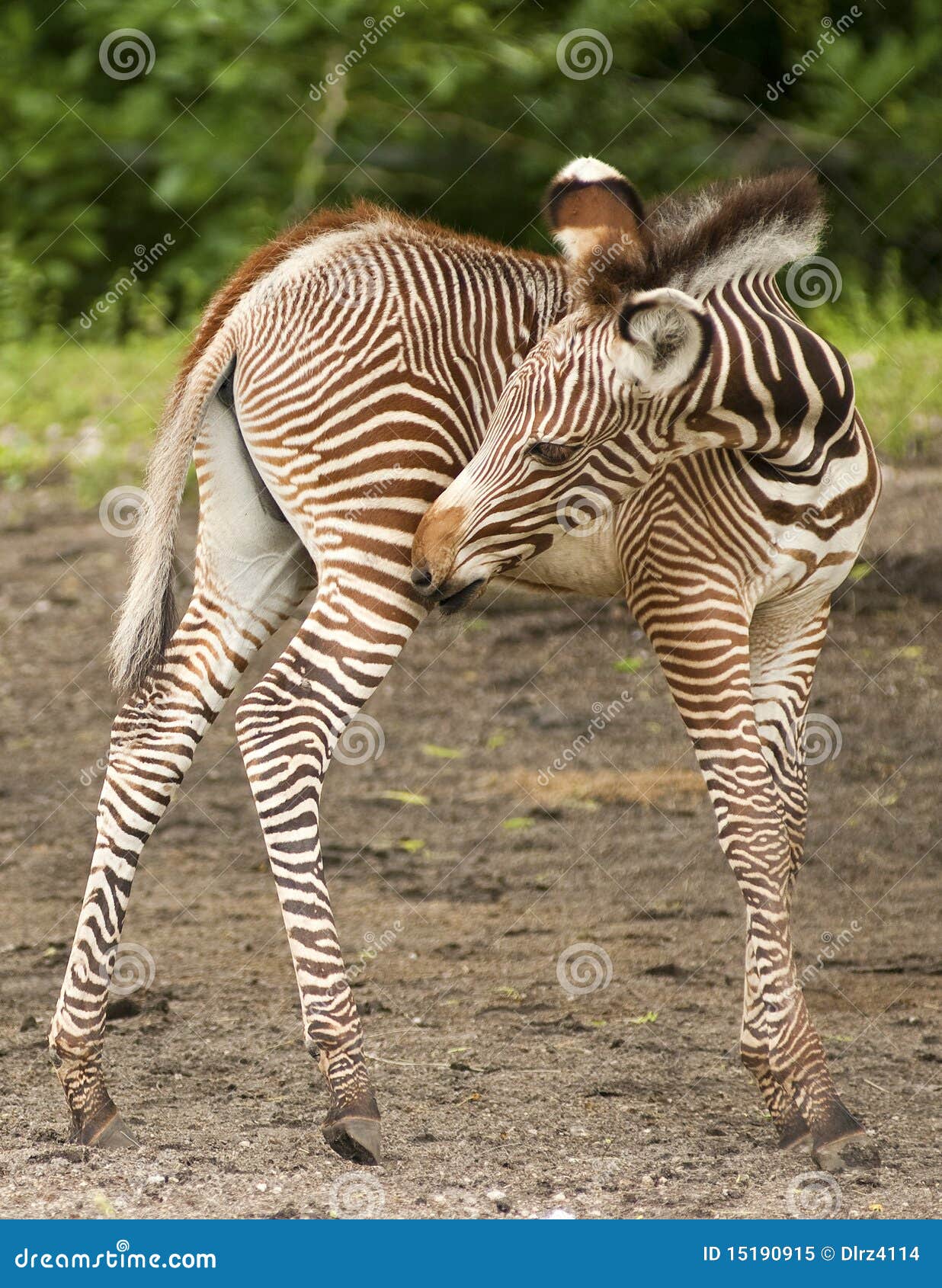 Grevy Zebra stock image. Image of outdoor, animal, african - 15190915