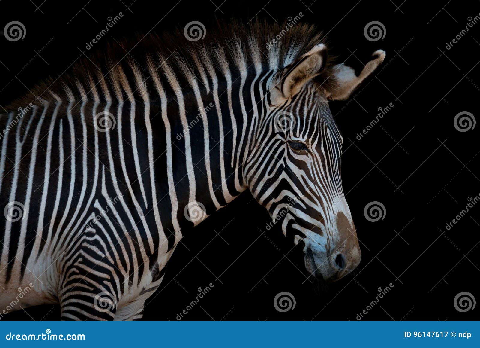 grevy zebra in profile looking at camera