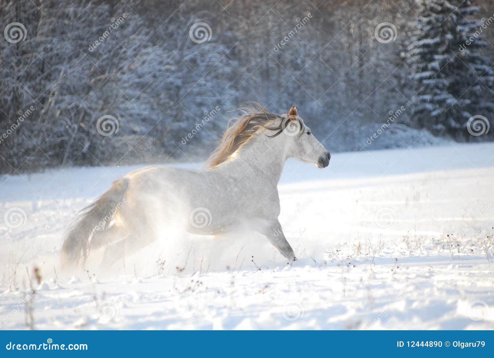 grey andalusian horse through gallops the snow
