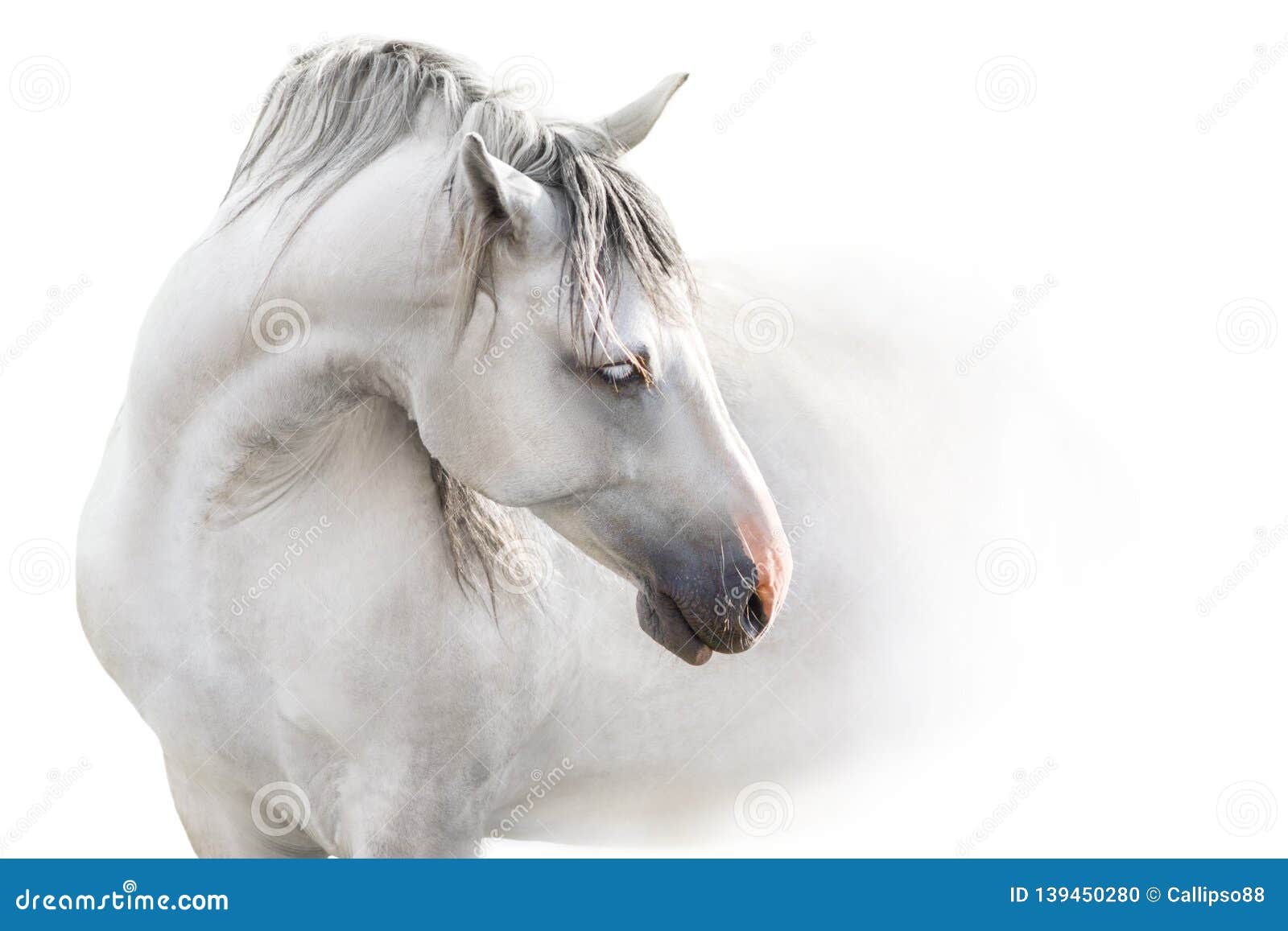grey andalusian horse 