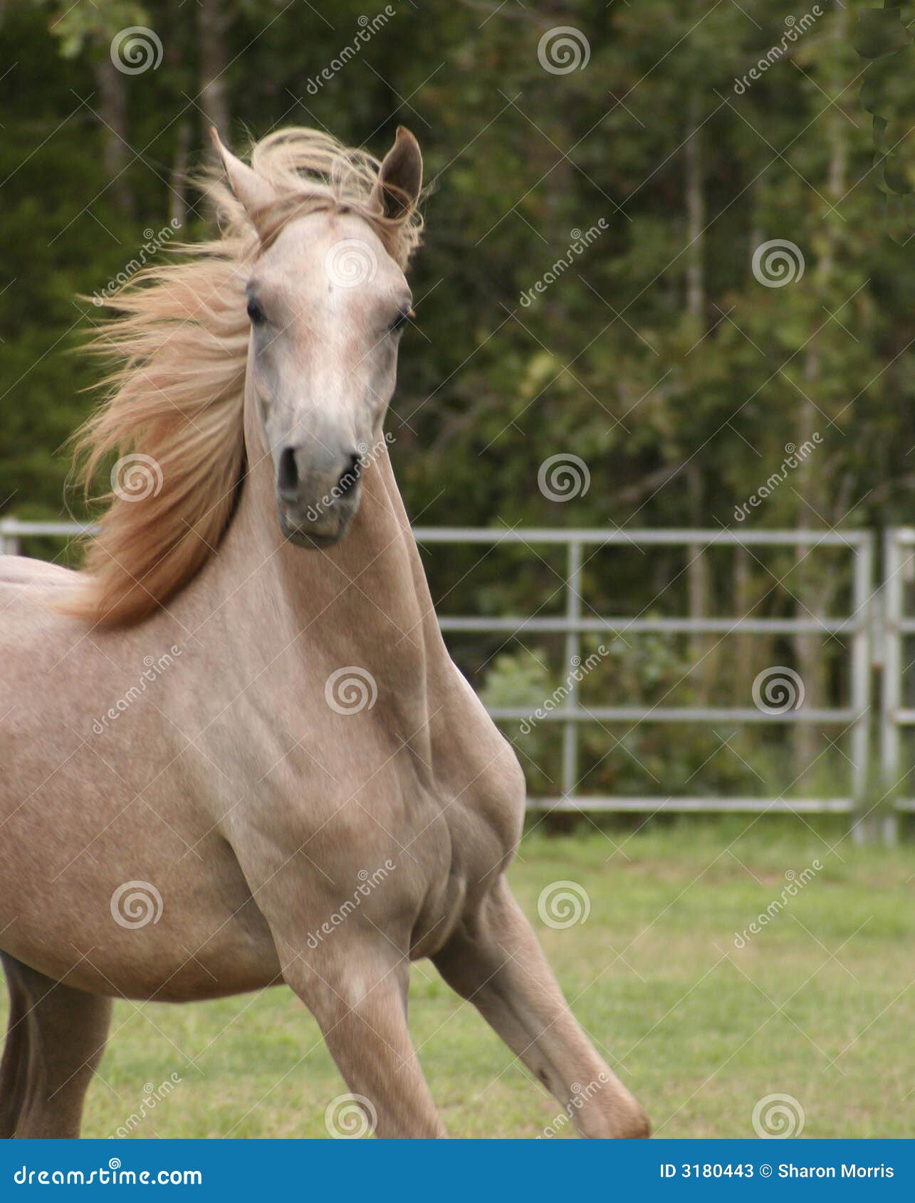 Grey Arabian colt stock image. Image of fence, long, summer 3180443