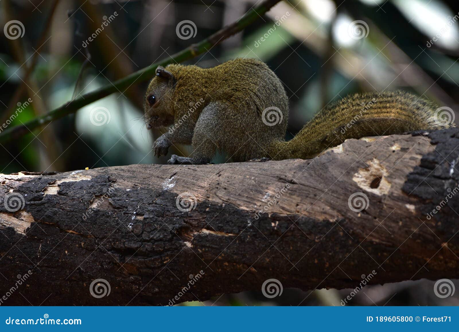 grey-bellied squirrel in forest
