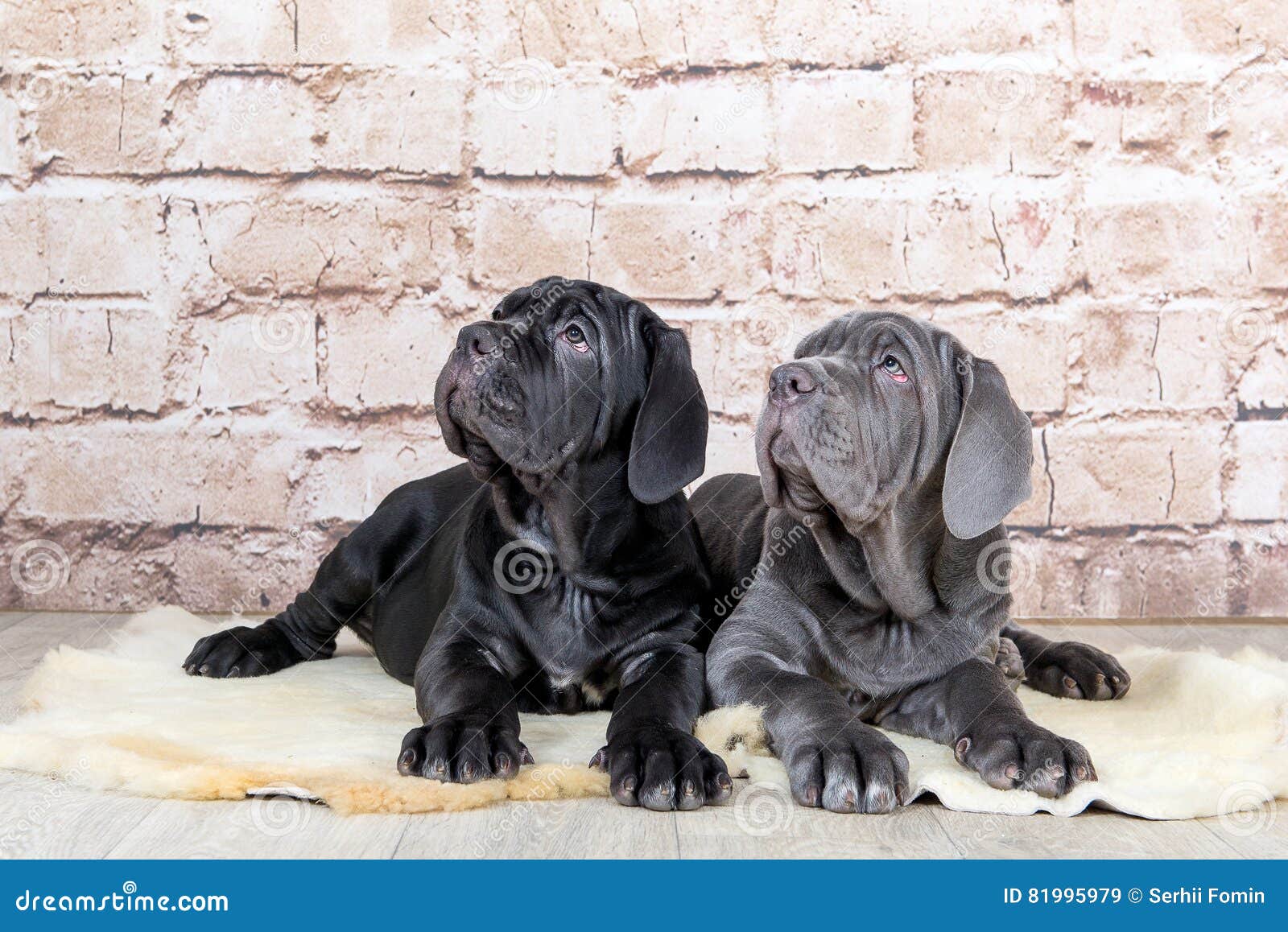 Grey, Black and Brown Puppies Breed Neapolitana Mastino. Dog