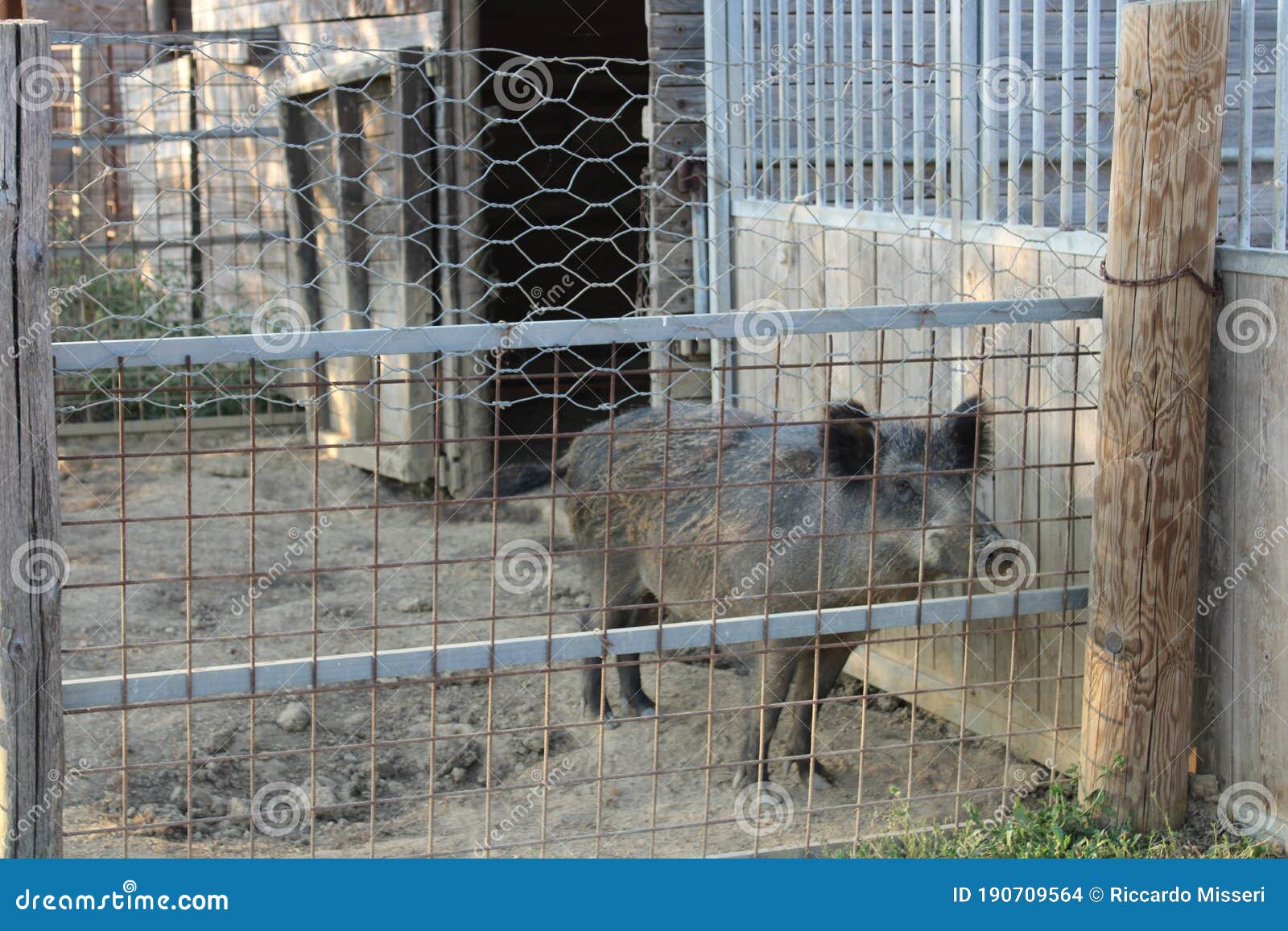 Grey Boar in a Cage in Summer Day Stock Photo Image of europe
