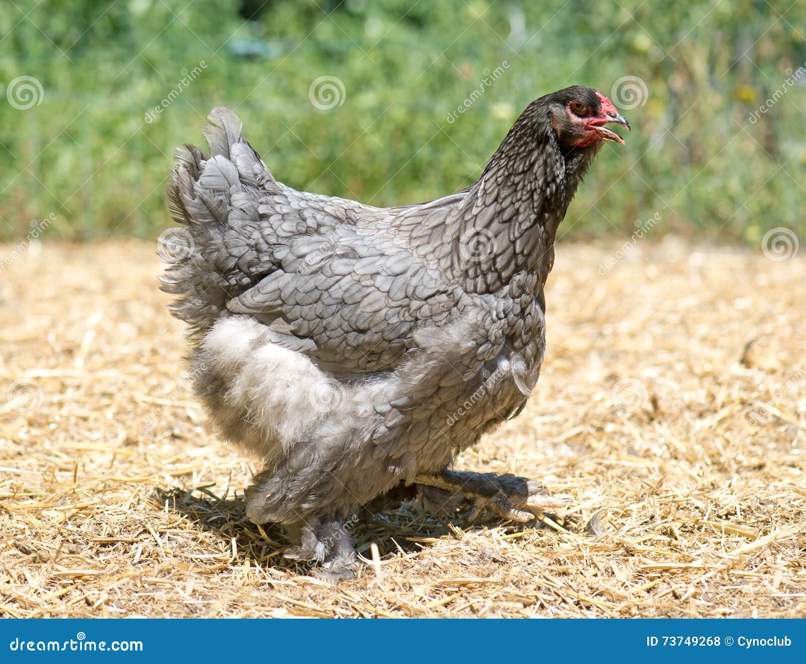 Grey brahma chicken stock photo. Image of bird, poultry - 73749268