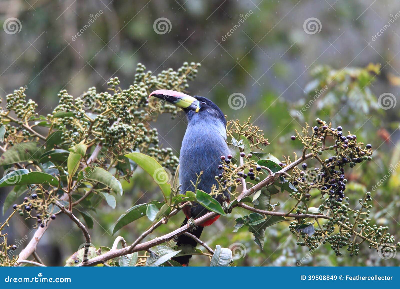 grey-breasted mountain toucan