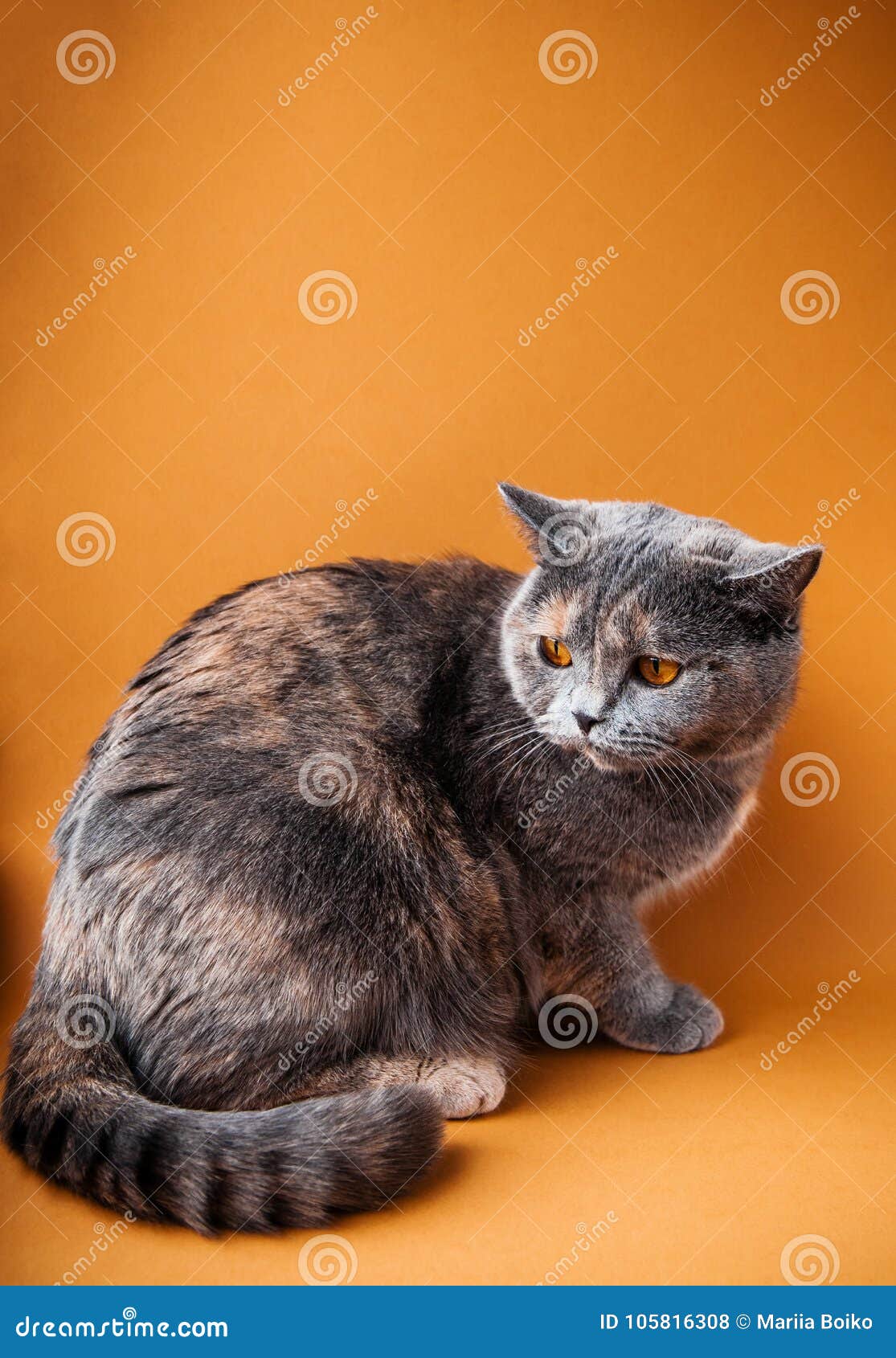 grey cat with orange spots