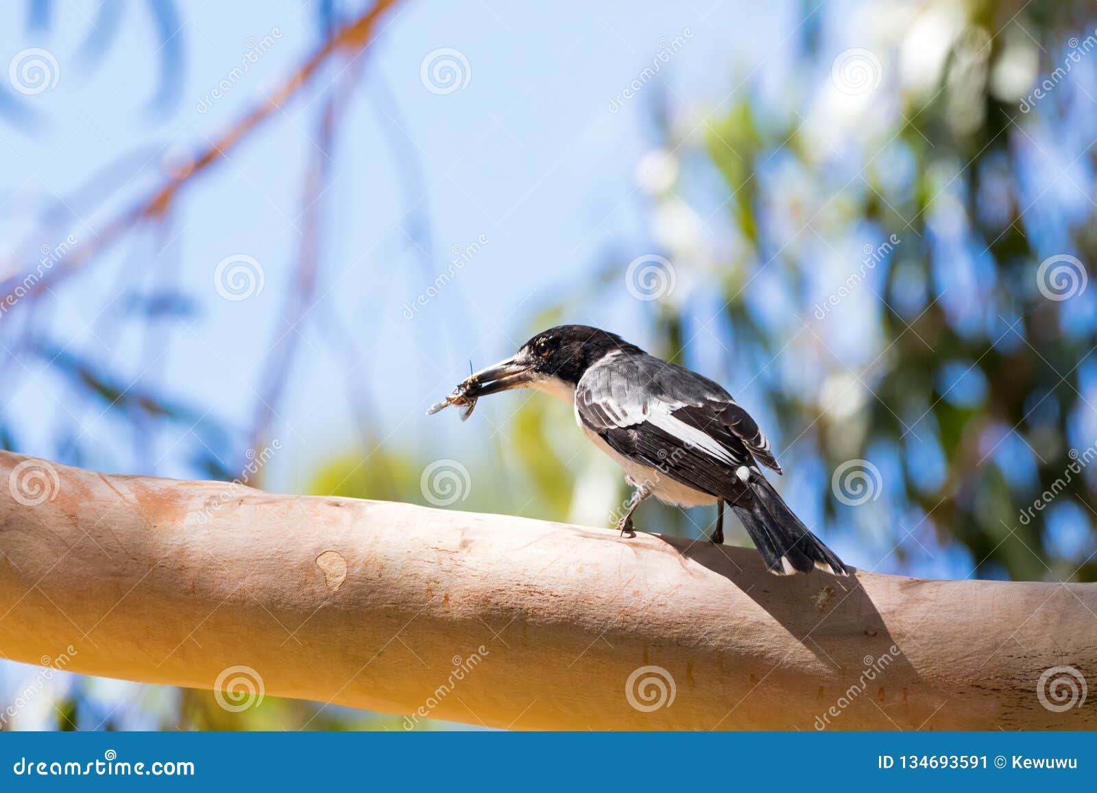 Grey Butcherbird Oiseau Dans Le Blanc Noir Avec Linsecte