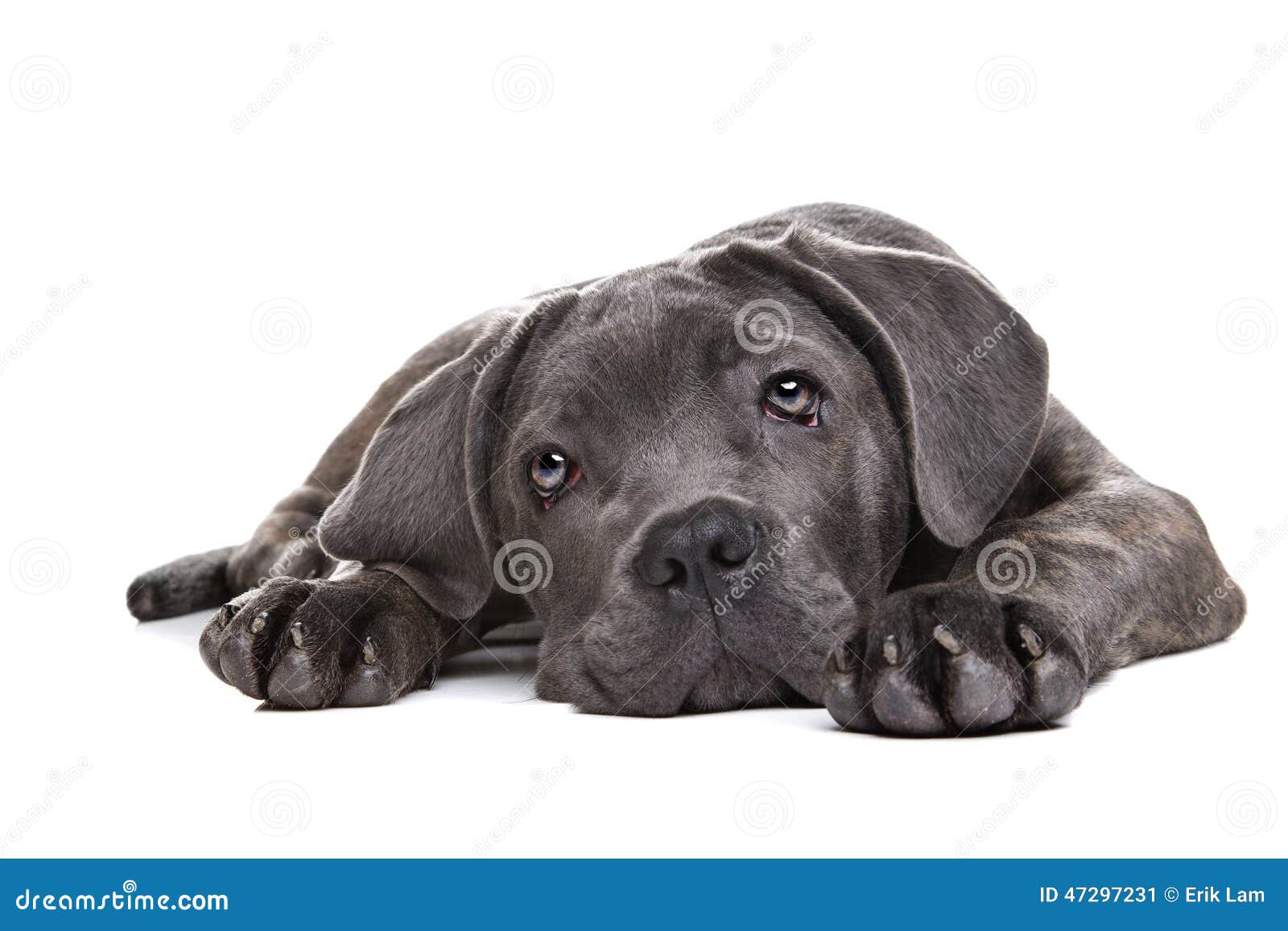 Grey cane corso puppy dog stock image. Image of animal