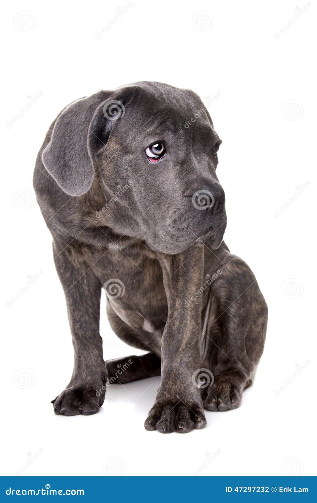 Grey cane corso puppy dog stock photo. Image of adorable