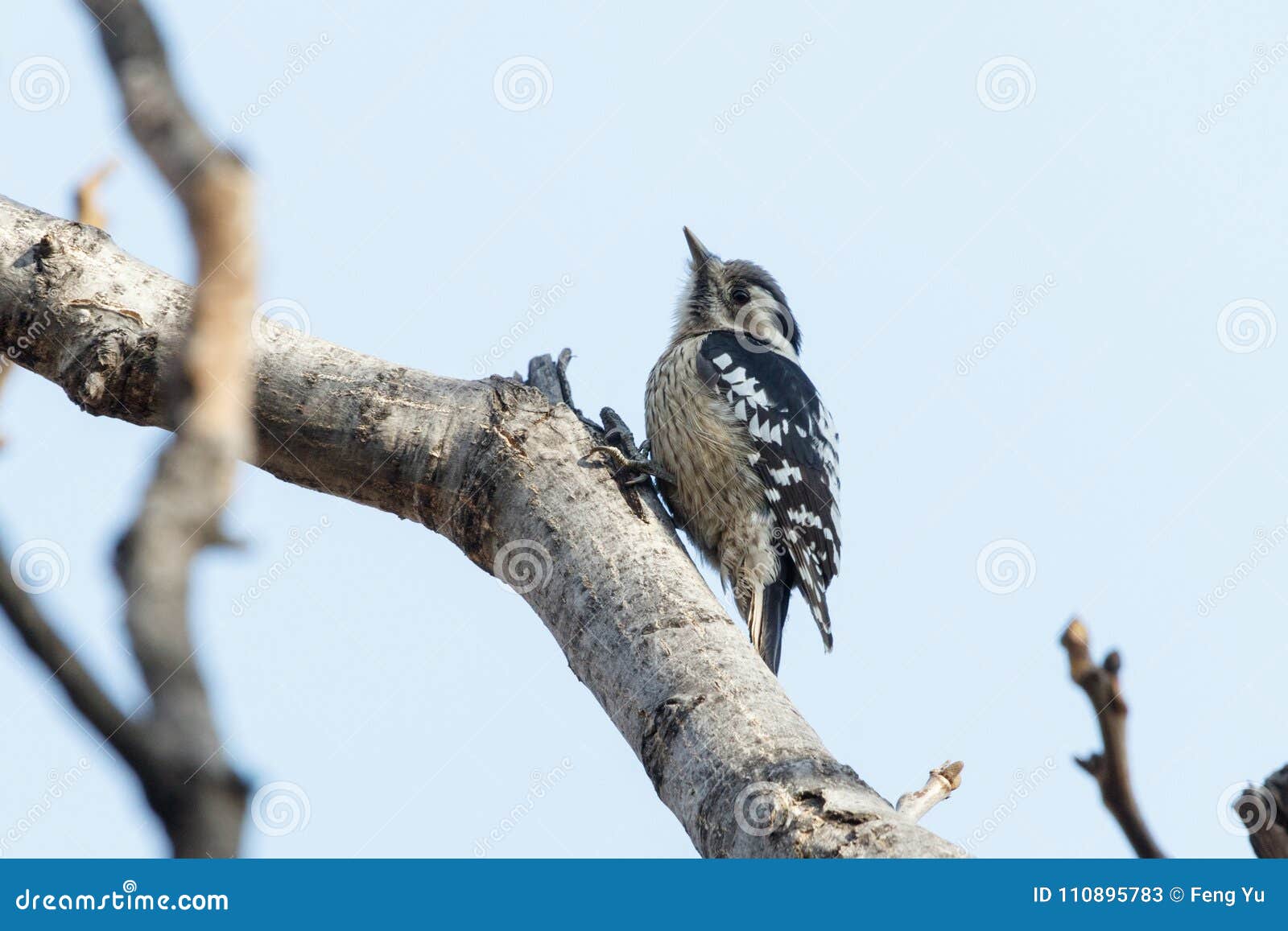 grey-capped pygmy woodpecker