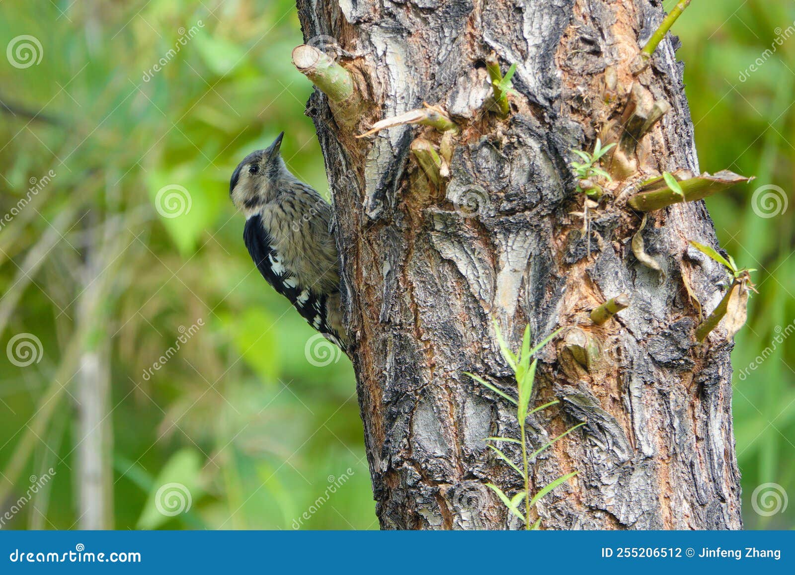 grey-capped pygmy woodpecker
