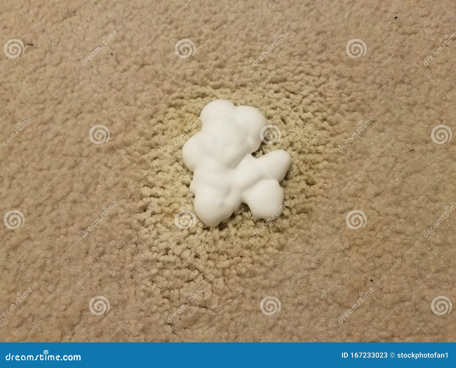 Grey Carpet with Pet Pee Stain and Foam Stock Image Image of white