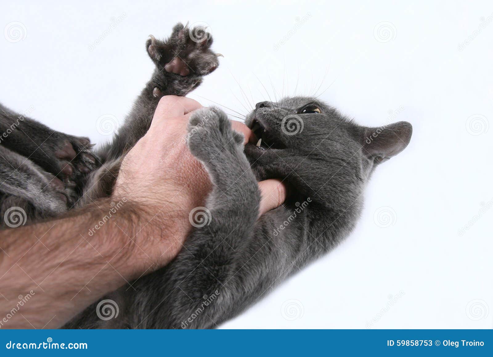 Grey Cat Aggressive Bites the Hand Stock Image Image of hair, angry 59858753