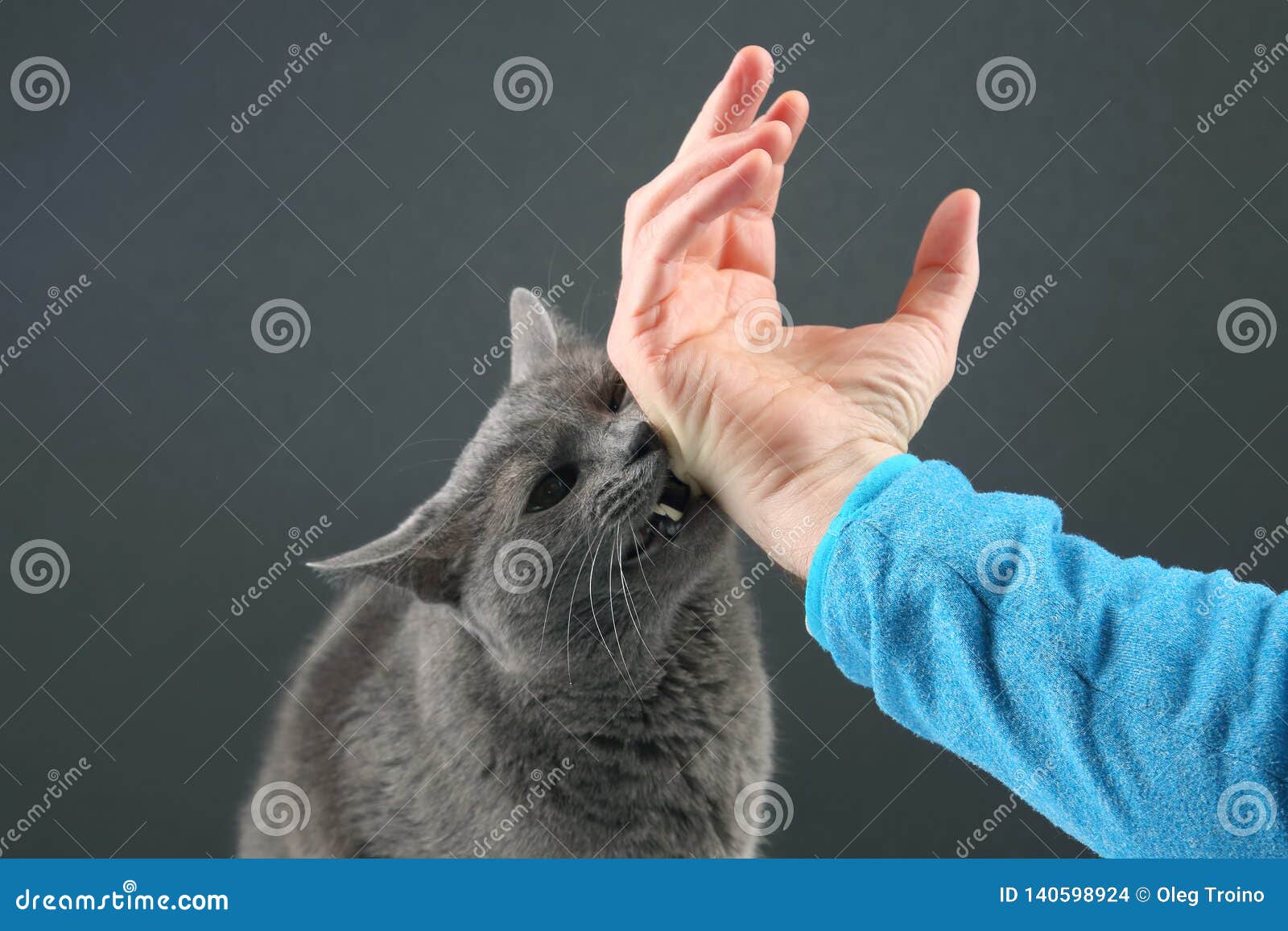 Grey Cat Aggressively Biting the Man`s Hand Stock Photo Image of aggression, breed 140598924
